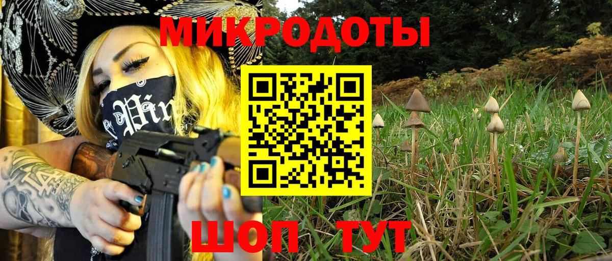 Галлюциногенные грибы Psilocybe Усть-Джегута